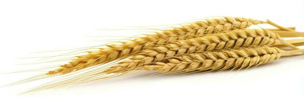 AI generated Wheat ears isolated on white background. AI Generated. photo