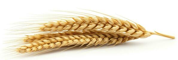 AI generated Wheat ears isolated on white background. AI Generated. photo