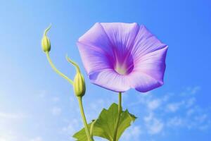 AI generated Morning Glory Flower with blue sky. AI Generated. photo