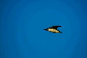 un pingüino volador en el azul cielo foto