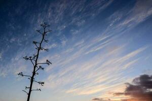 a lone tree stands in the foreground of a sunset photo