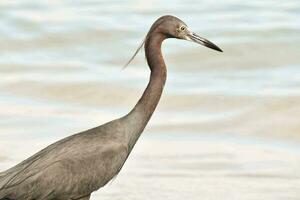 un pájaro en pie en el playa foto