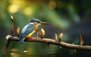 AI generated The common kingfisher wetlands bird colored feathers from different birds. Generative AI photo