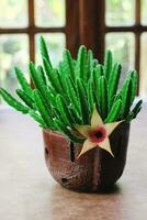 Stapelia flor es floreciente. Stapelia es un género de suculento plantas conocido para en forma de estrella flores, parecido a un estrella de mar, a menudo con un único, desagradable olor foto