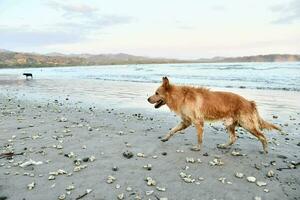 un perro caminando en el playa con conchas en el arena foto