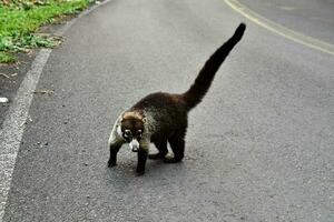 a small animal walking across the road photo