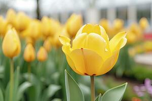 ai generado amarillo tulipán en el jardín. ai generado foto