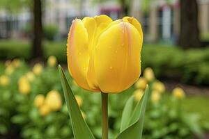 ai generado amarillo tulipán en el jardín. ai generado foto