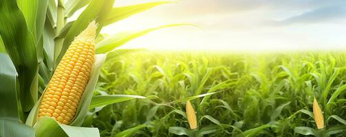 AI generated Closeup corn cobs in corn plantation field. Generative AI photo