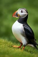 AI generated Puffin bird on a green grass patch. AI Generated photo