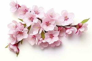 AI generated Sakura flowers isolated on white background. AI Generated photo