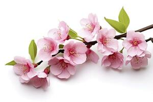 AI generated Sakura flowers isolated on white background. AI Generated photo