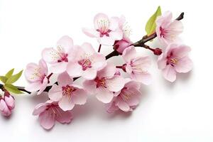 AI generated Sakura flowers isolated on white background. AI Generated photo