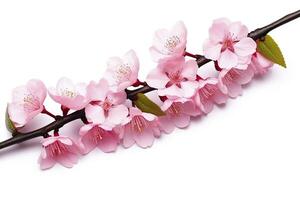 AI generated Sakura flowers isolated on white background. AI Generated photo