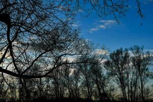 trees with no leaves in front of a blue sky photo