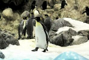 pinguinos en el zoologico foto