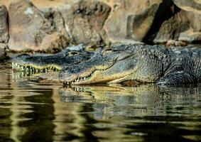 two alligators resting in the water at the zoo photo