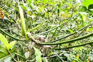 un planta con muchos hojas y verde tallos foto