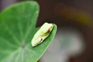 un pequeño verde rana sentado en parte superior de un hoja foto