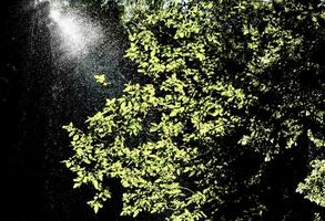 a tree with leaves and water raining down photo