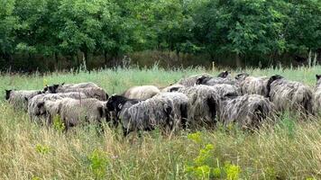 A flock of sheep grazing on a pasture on a sunny day. Calm, carefree sheep. video