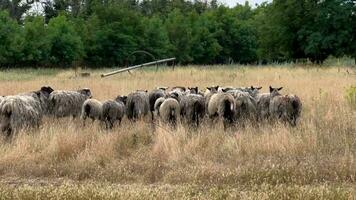 un' gregge di pecora pascolo su un' campo con asciutto erba. pecora azienda agricola. ruspante pecore. video