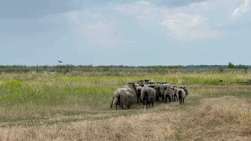 Old and young sheep grazing freely in the valley. Flocks of sheep migrate in search of food. video