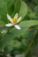 lemon hybrid Flower photo