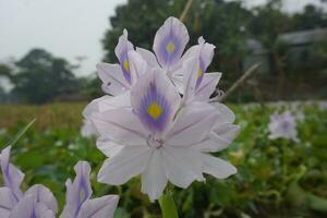 water hyacinth Flower photo