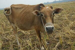 Farm animal, cows and cattle farmer outdoor in countryside to care, feed and raise animals on grass field for sustainable farming. photo