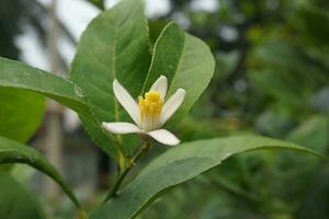 lemon hybrid Flower photo