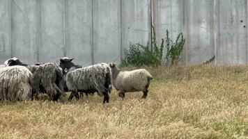 un rebaño de oveja de cerca. oveja correr a lo largo un hormigón cerca. oveja cría. video