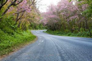 pink cherry blossom blooming at doi angkhang chiang mai northern of thailand photo