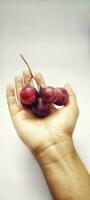 Man holding a sprig of grapes or vitis vinifera isolate on white background photo