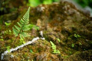 Lush green leaf texture background, nature's intricate details, perfect for eco-themed designs and vibrant concepts.Captivating green leaf texture background. photo