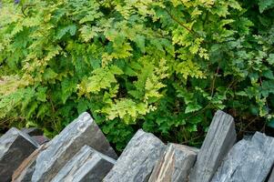 Lush green leaf texture background, nature's intricate details, perfect for eco-themed designs and vibrant concepts.Captivating green leaf texture background. photo