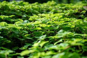 lozano verde hoja textura fondo, de la naturaleza intrincado detalles, Perfecto para eco-temática diseños y vibrante conceptos.cautivantes verde hoja textura antecedentes. foto