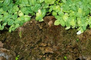 Lush green leaf texture background, nature's intricate details, perfect for eco-themed designs and vibrant concepts.Captivating green leaf texture background. photo