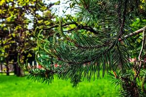 pinus Sylvestris con joven dispara en un borroso antecedentes foto