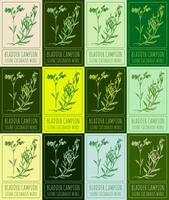 Set of vector drawing of BLADDER CAMPION  in various colors. Hand drawn illustration. Latin name SILENE CUCUBALUS WIBEL.