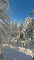 filmiska fpv Drönare flyg stänga till de snötäckt träd i en vinter- skog. video