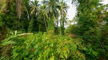 weelderig tropisch regenwoud met torenhoog bomen, palm bladeren, en exotisch flora. video