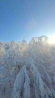 filmisch fpv Drohne Flug unter das Spitzen von schneebedeckt Bäume im Winter Wald video