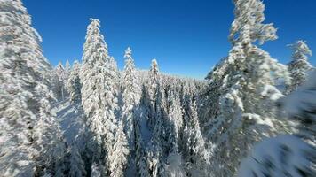 filmische fpv dar vlucht dichtbij naar de met sneeuw bedekt bomen in een winter Woud. video