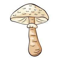 Parasol mushroom in cartoon style. Hand drawn, sketch Macrolepiota procera. Vector illustration isolated on a white background.