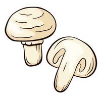 Champignon mushrooms in cartoon style. Agaricus hand drawn illustration. Vector illustration isolated on a white background.