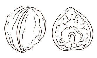 Walnut icons in line art style. Outline sketch for web page, mobile app, package, menu design. Vector illustration isolated on a white background.