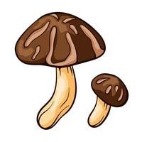 Shiitake edible mushrooms colorful sketch. Great for menu, label, product packaging, recipe. Vector illustration isolated on a white background.
