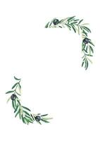 Olive tree square vertical frame. Black olives and branches. Hand drawn watercolor botanical illustration isolated on white background. Can be used for cards, logos and cosmetic design. vector