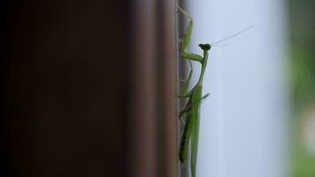 a mantis crawls close-up on a tree video